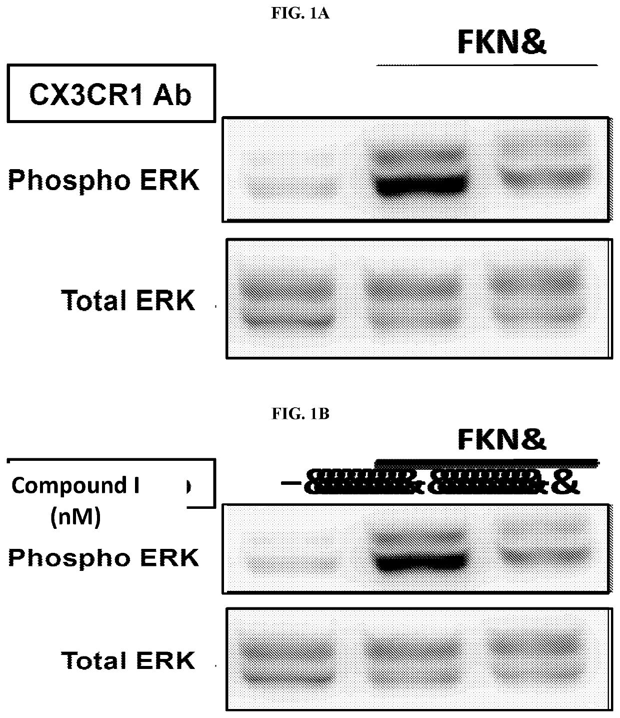 CX3CR1 Small Molecule Antagonists, and Methods Using Same