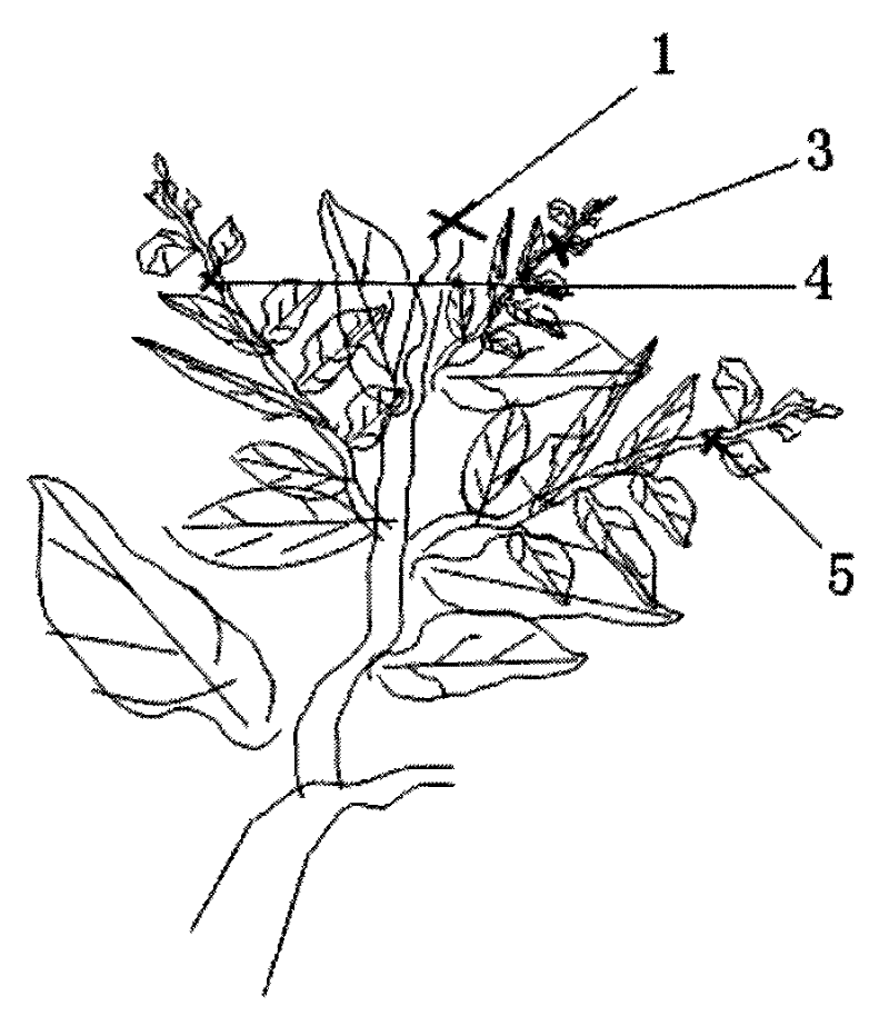 Method for cultivating early-harvesting high-quality high-yield lemon trees