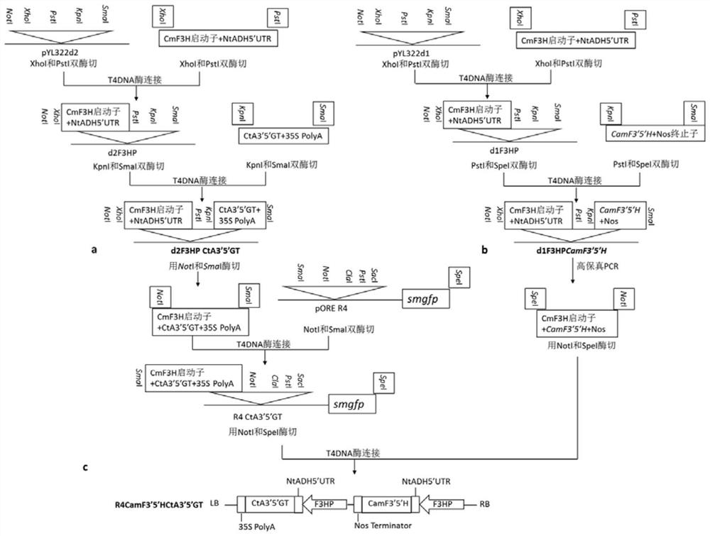 Method for cultivating blue chrysanthemum by synthesizing related genes through co-transfecting delphinin