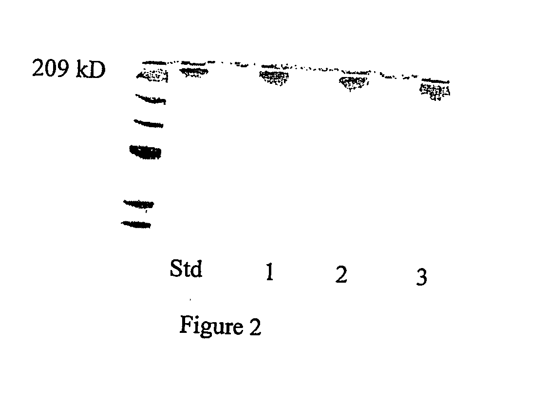 Process for isolating haemocyanin