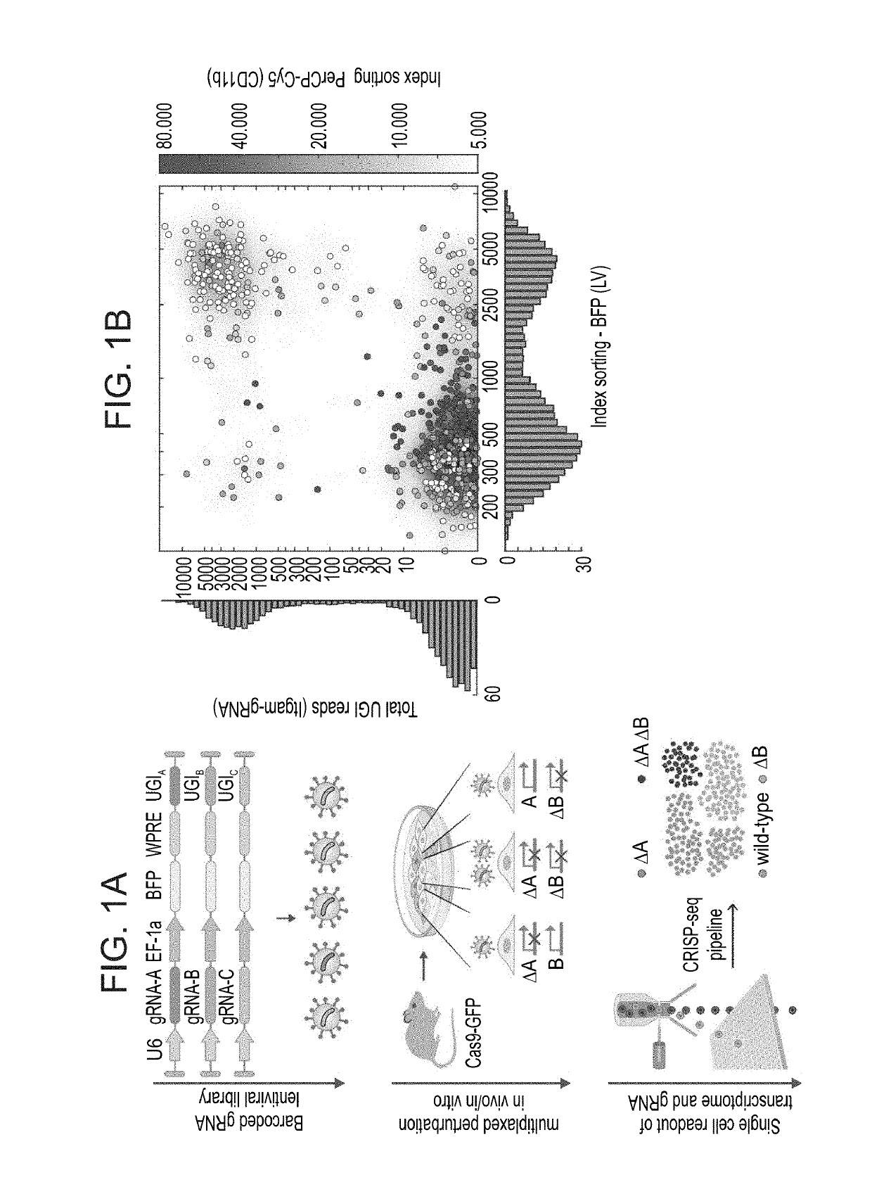 Crisp-seq, an integrated method for massively parallel single cell rna-seq and crispr pooled screens