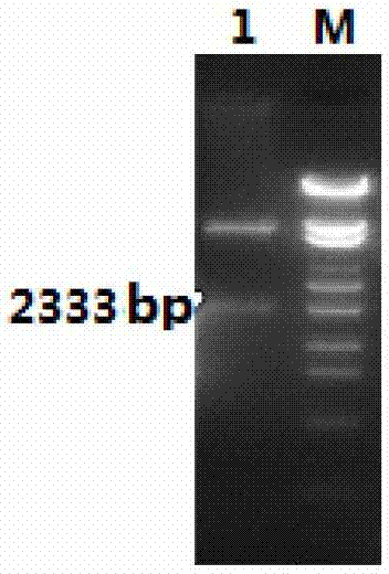 Immunogenic fusion protein for tuberculosis and application of immunogenic fusion protein