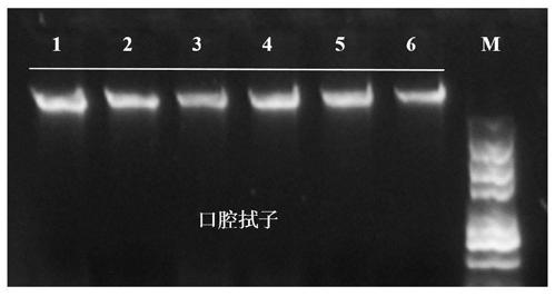 A kind of dna extraction method, lysate and kit based on magnetic beads