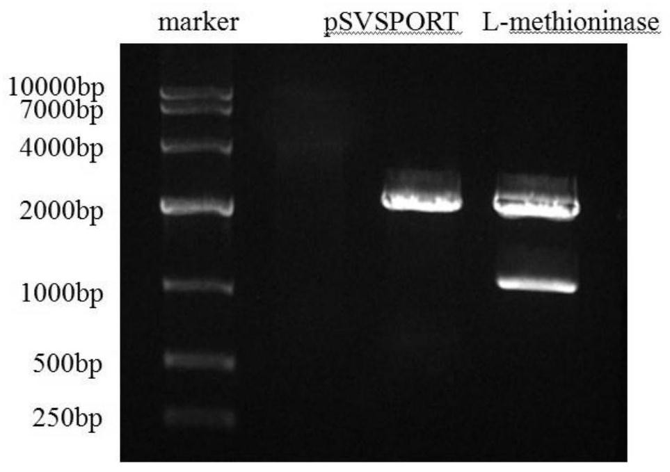 Application of attenuated salmonella typhimurium and genetically engineered bacteria thereof in preparation of medicine for treating acute leukemia