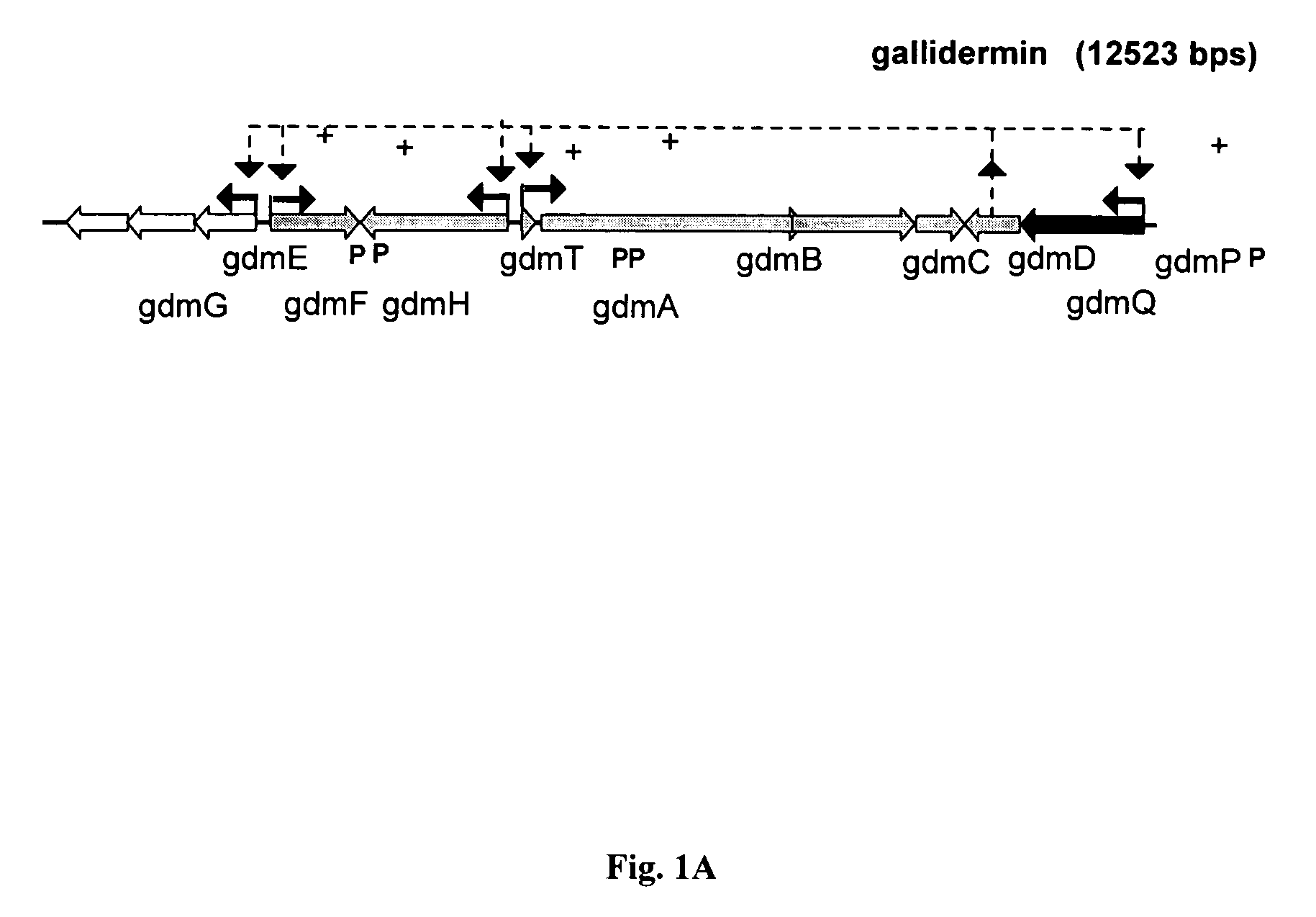 Biosynthetic process for the preparation of gallidermin