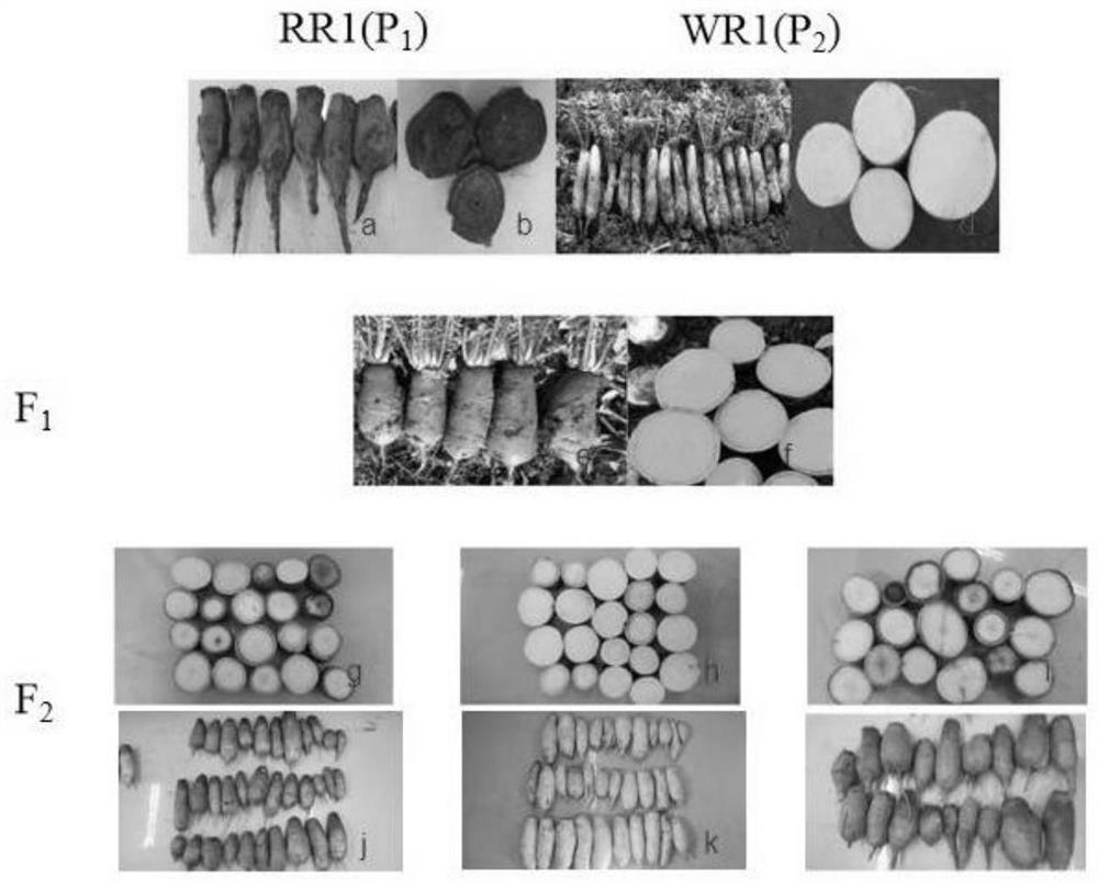 F3'H allele capable of influencing purple character of radish and identification method of F3'H allele