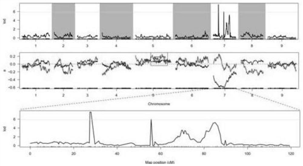 F3'H allele capable of influencing purple character of radish and identification method of F3'H allele