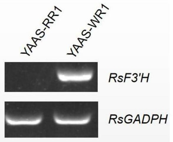 F3'H allele capable of influencing purple character of radish and identification method of F3'H allele
