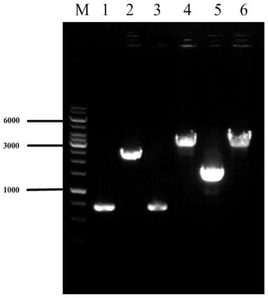 A genetically engineered bacterium with high yield of l-valine and method for producing l-valine by fermentation