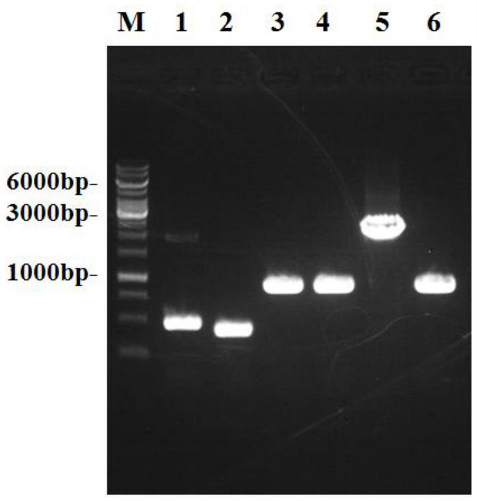 A genetically engineered bacterium with high yield of l-valine and method for producing l-valine by fermentation