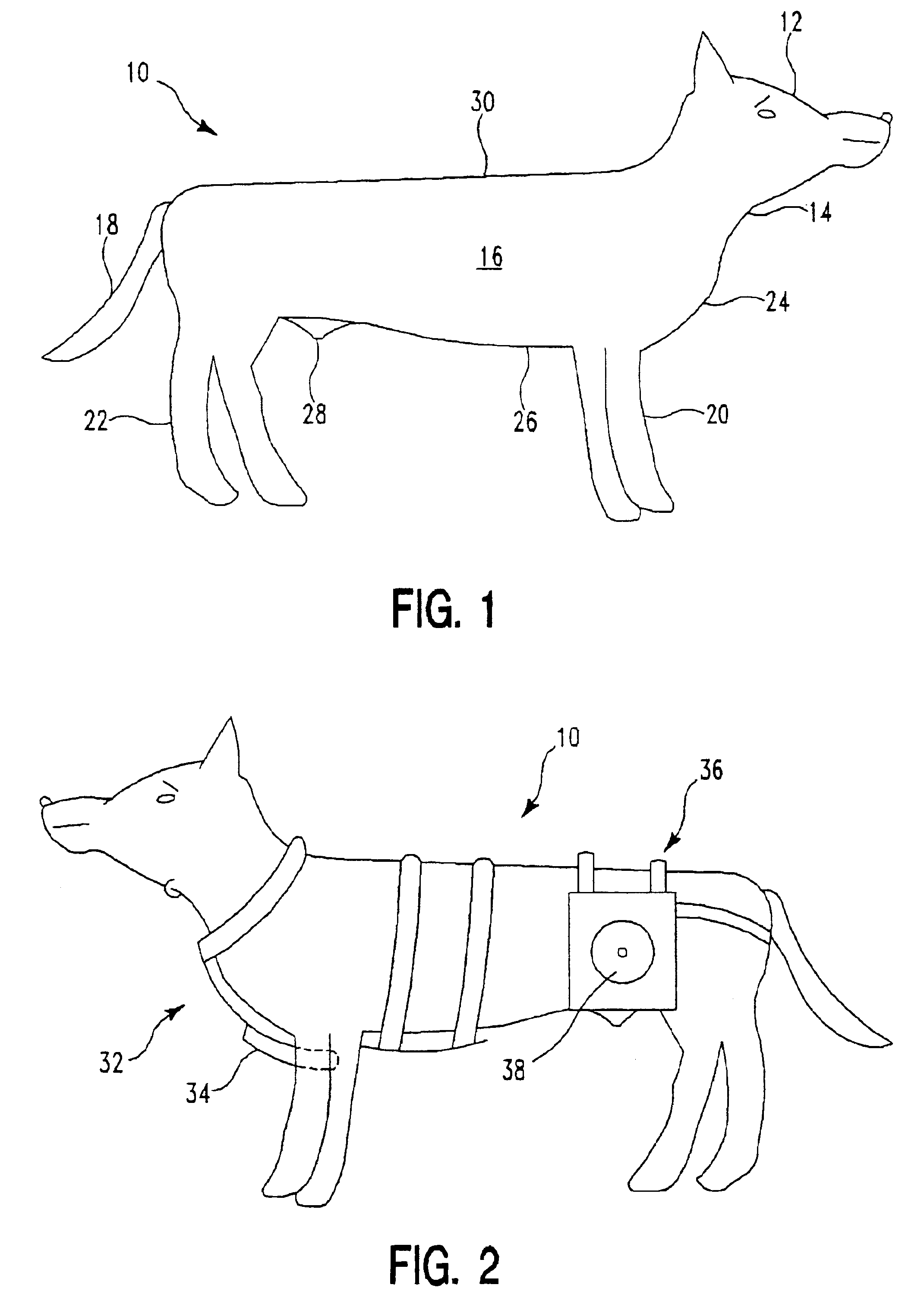 Exercise harness for an animal