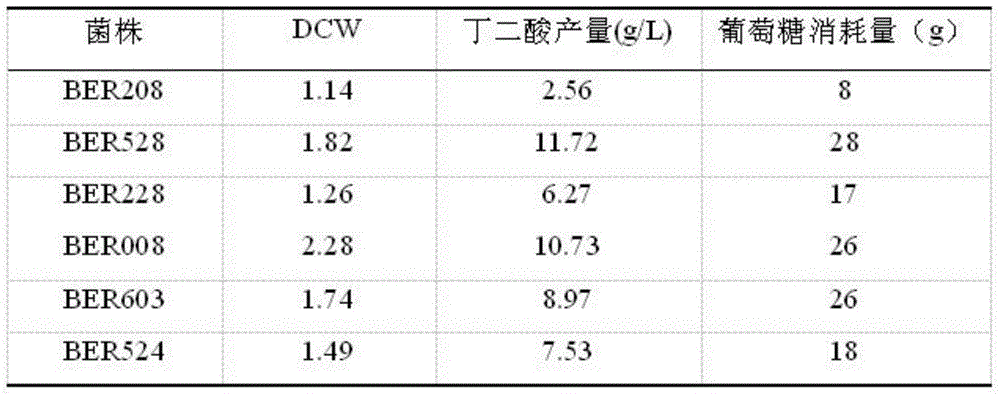 Ammonium ion resistant colibacillus for producing succinic acid and application thereof