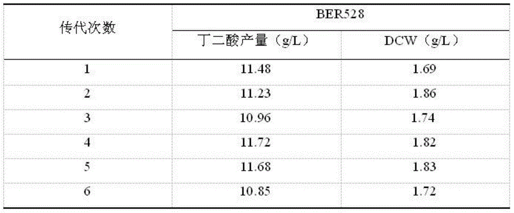 Ammonium ion resistant colibacillus for producing succinic acid and application thereof