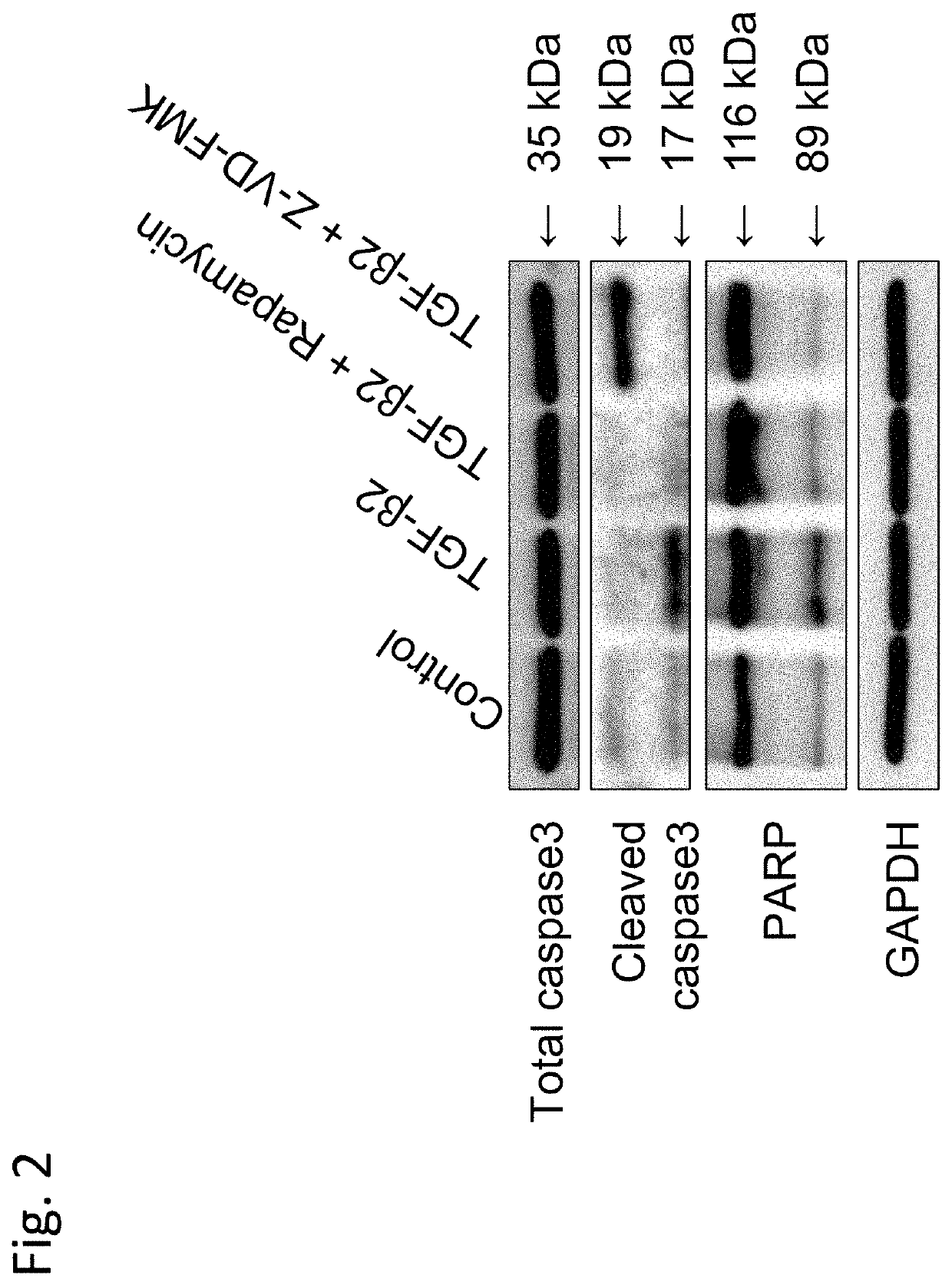 Mtor-inhibitor-containing medicine for treating or preventing ophthalmic symptoms, disorders, or diseases, and application thereof