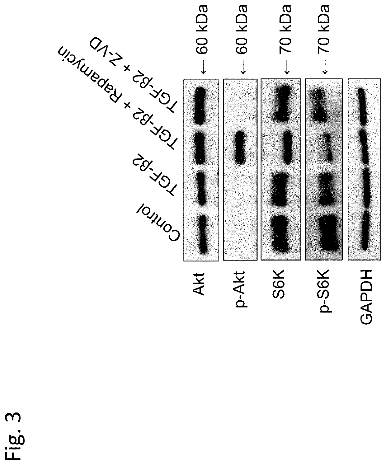 Mtor-inhibitor-containing medicine for treating or preventing ophthalmic symptoms, disorders, or diseases, and application thereof