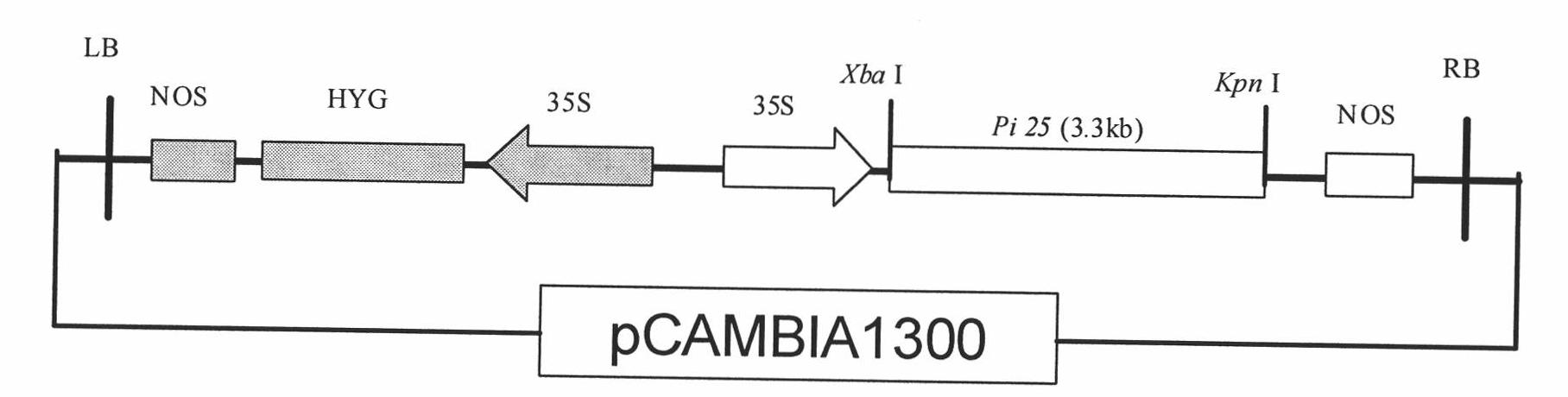 Coding region of rice blast resistant gene Pi 25 and application thereof