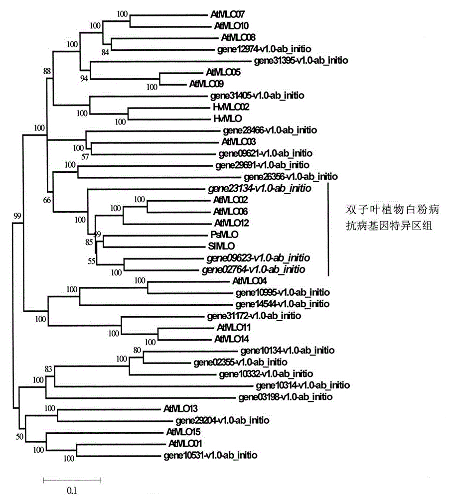 Rapid identification of strawberry powdery mildew gene by using comparative genomics