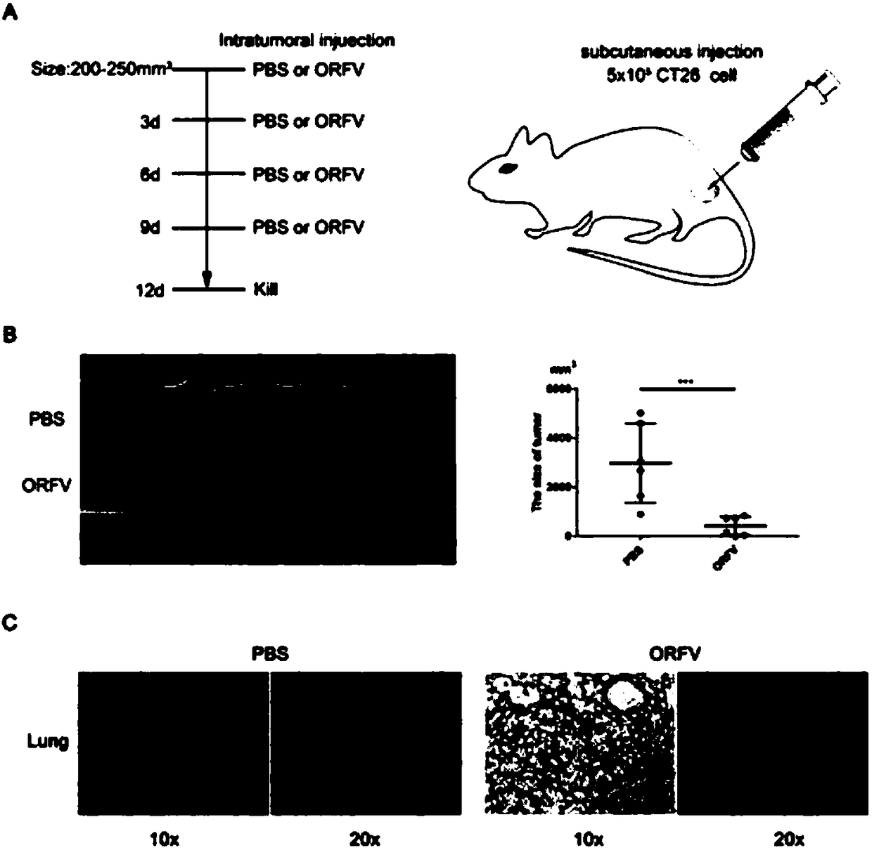 Application of ORFV in preparation of anti-colorectal cancer cell drugs