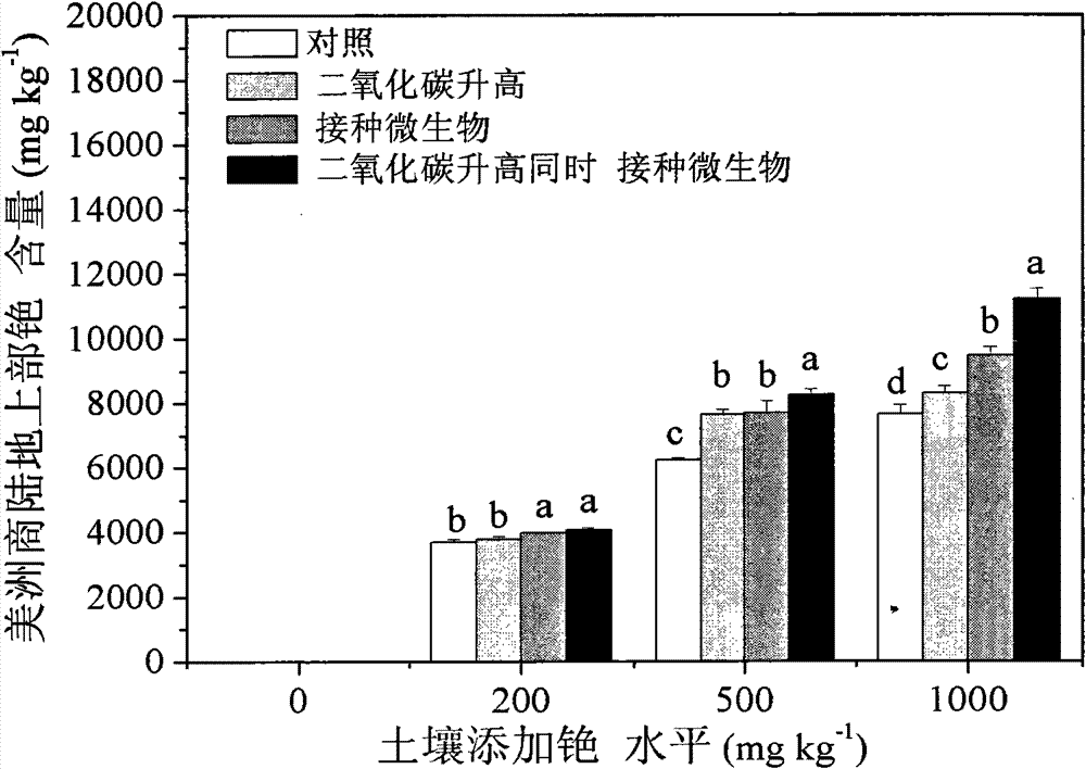 Method for increasing photoremediation efficiency of plants by utilizing joint action of plant growth-promoting rhizobacteria and CO2
