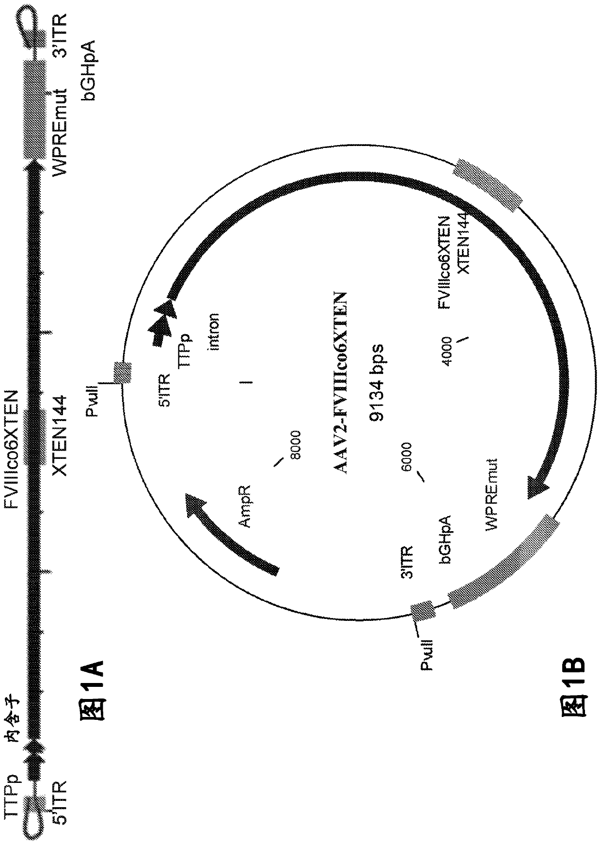 Nucleic acid molecules and uses thereof