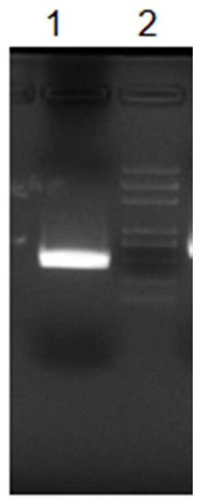 Porcine encephalomyocarditis indirect ELISA diagnosis kit and preparation method thereof