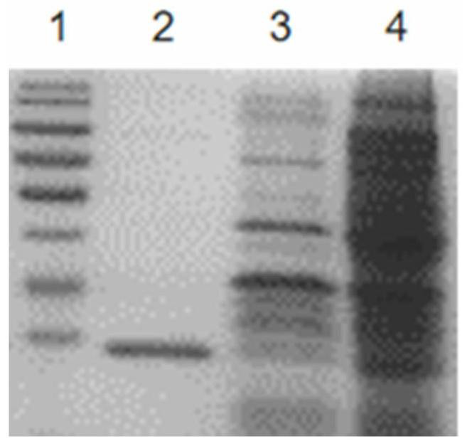 Porcine encephalomyocarditis indirect ELISA diagnosis kit and preparation method thereof