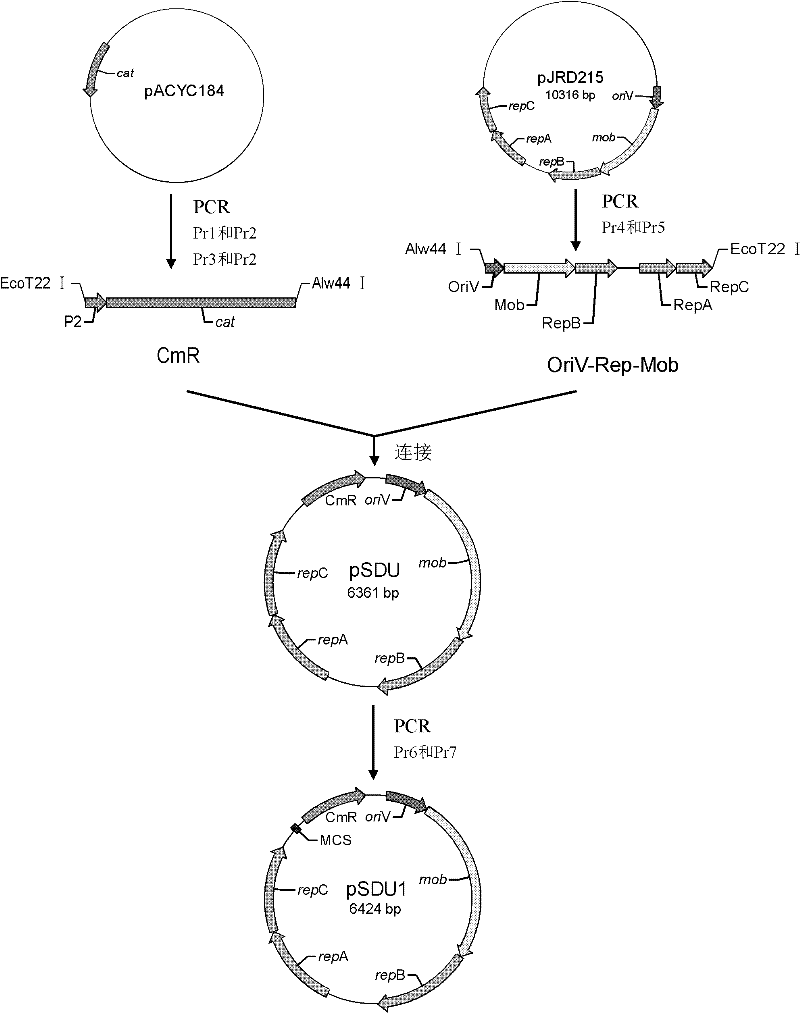 Small shuttle plasmid pSDU1 with chloramphenicol resistant gene for Acidithiobacillus caldus