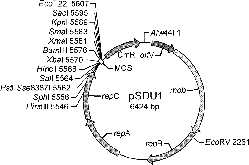 Small shuttle plasmid pSDU1 with chloramphenicol resistant gene for Acidithiobacillus caldus