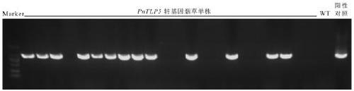 Notoginseng class sweet protein gene PnTLP5 and application thereof