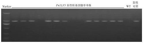 Notoginseng class sweet protein gene PnTLP5 and application thereof