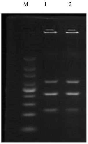 Primer group, kit and method for simultaneously detecting pigeon circovirus, pigeon adenovirus and pigeon herpes virus type 1