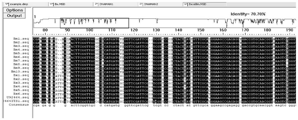 Primers, kits and method for fluorescent quantitative PCR detection of bursaphelenchus xylophilus or bursaphelenchus mucronatus