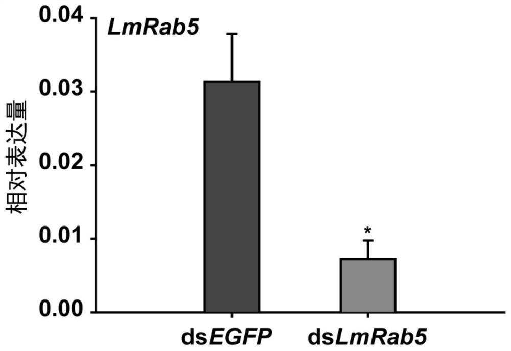 Application of migratory locust Rab5 gene and dsRNA thereof in migratory locust prevention and treatment