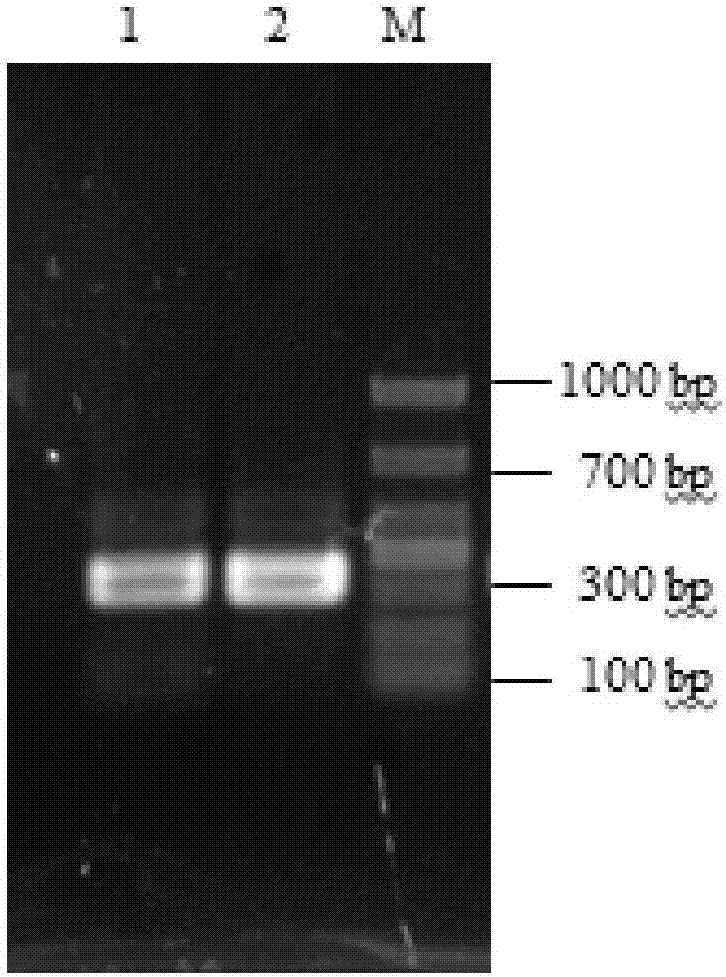 DNA fragment of bacillus subtilis with promoter function and application thereof