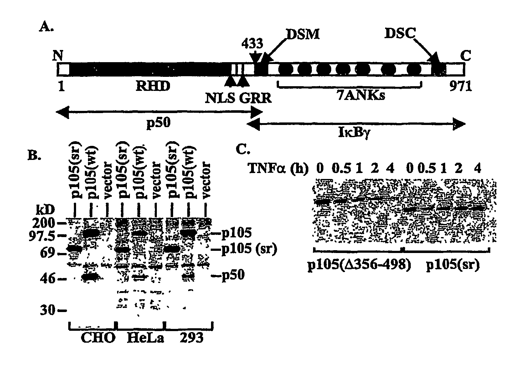 Methods and compositions for inhibition of nuclear factor kappaB