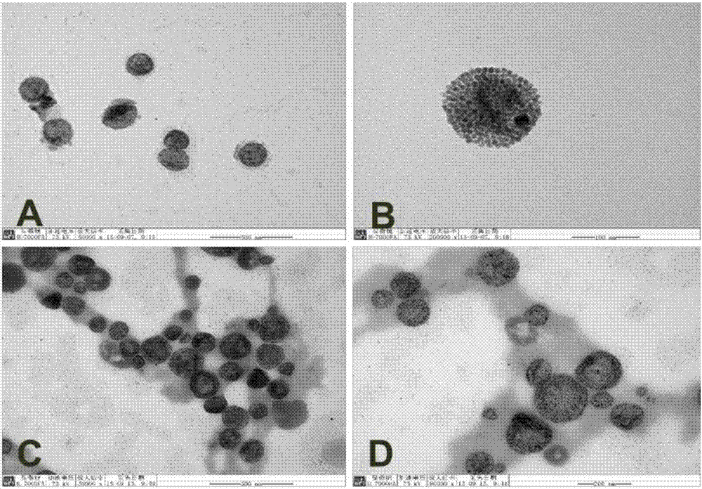 Preparation method and applications of reduction self-assembled protein-coated magnetic microspheres
