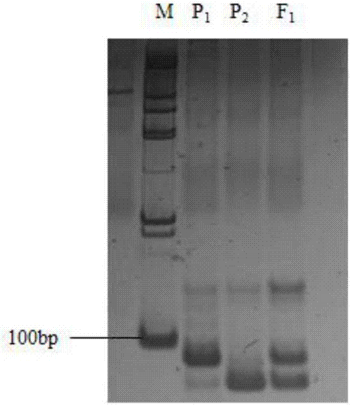 Molecular marker for identifying purity of hybrid seed of winter squash Yinhui No.3 and applications thereof