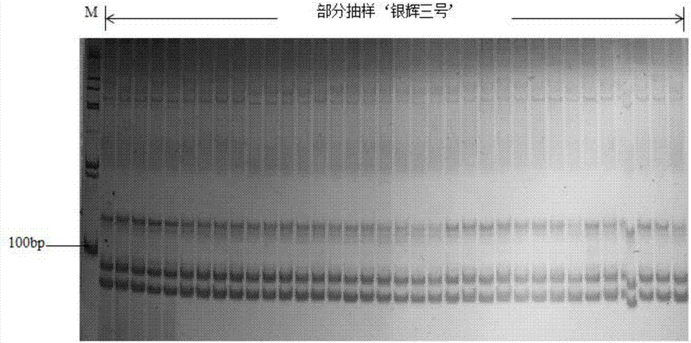 Molecular marker for identifying purity of hybrid seed of winter squash Yinhui No.3 and applications thereof