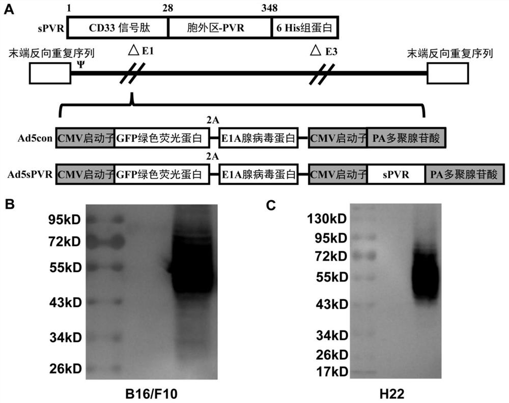 A replication-type oncolytic adenovirus that activates immune co-stimulation by immune checkpoints and its construction method and application