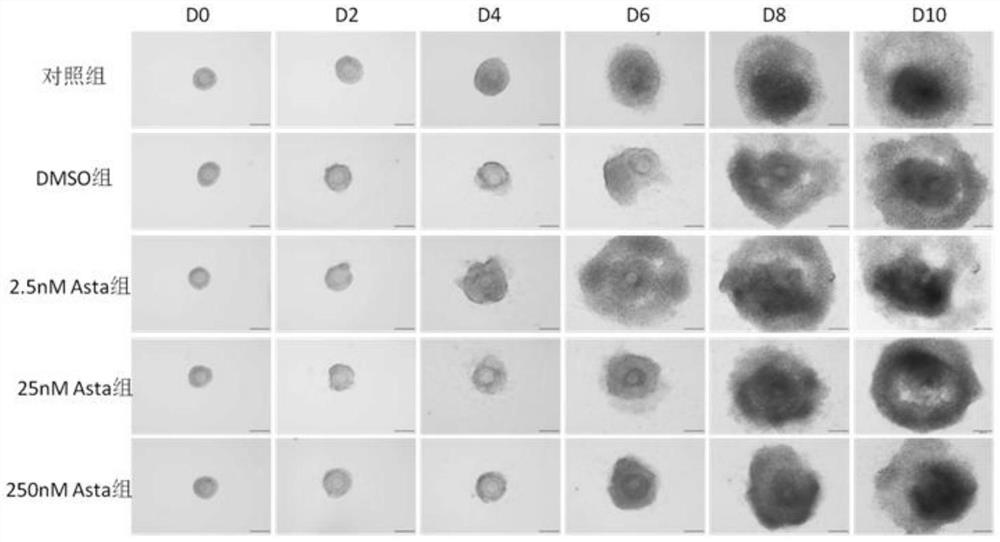 Application of astaxanthin in promoting development of preantral follicles of mice and preparation