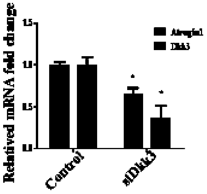 Use of dkk3 gene and related drugs