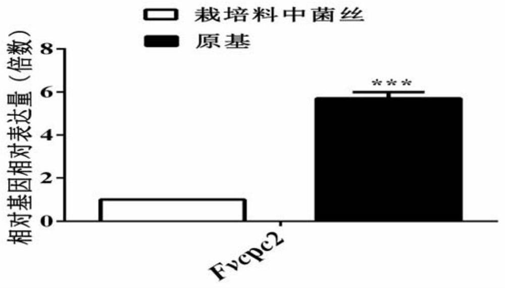 Application of fvcpc2 protein and its coding gene in regulating mycelial growth and fruiting body development of various edible fungi