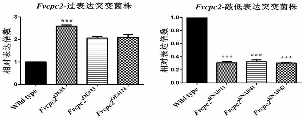 Application of fvcpc2 protein and its coding gene in regulating mycelial growth and fruiting body development of various edible fungi