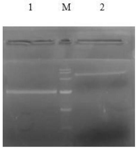 Fusion gene MBP-H1 expressing heparinase, recombinant plasmid of fusion gene MBP-H1 and application of recombinant plasmid