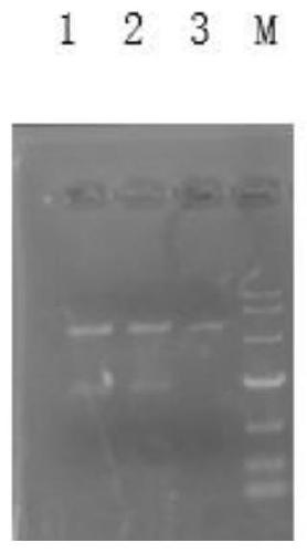 Fusion gene MBP-H1 expressing heparinase, recombinant plasmid of fusion gene MBP-H1 and application of recombinant plasmid