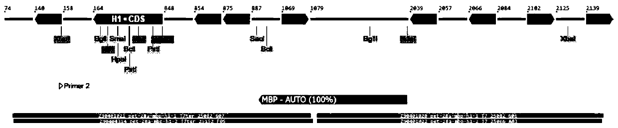 Fusion gene MBP-H1 expressing heparinase, recombinant plasmid of fusion gene MBP-H1 and application of recombinant plasmid