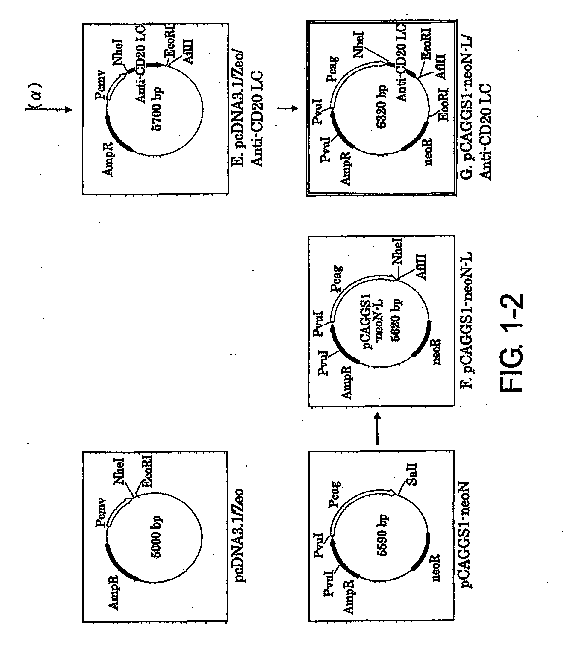 Modified antibodies with enhanced biological activities