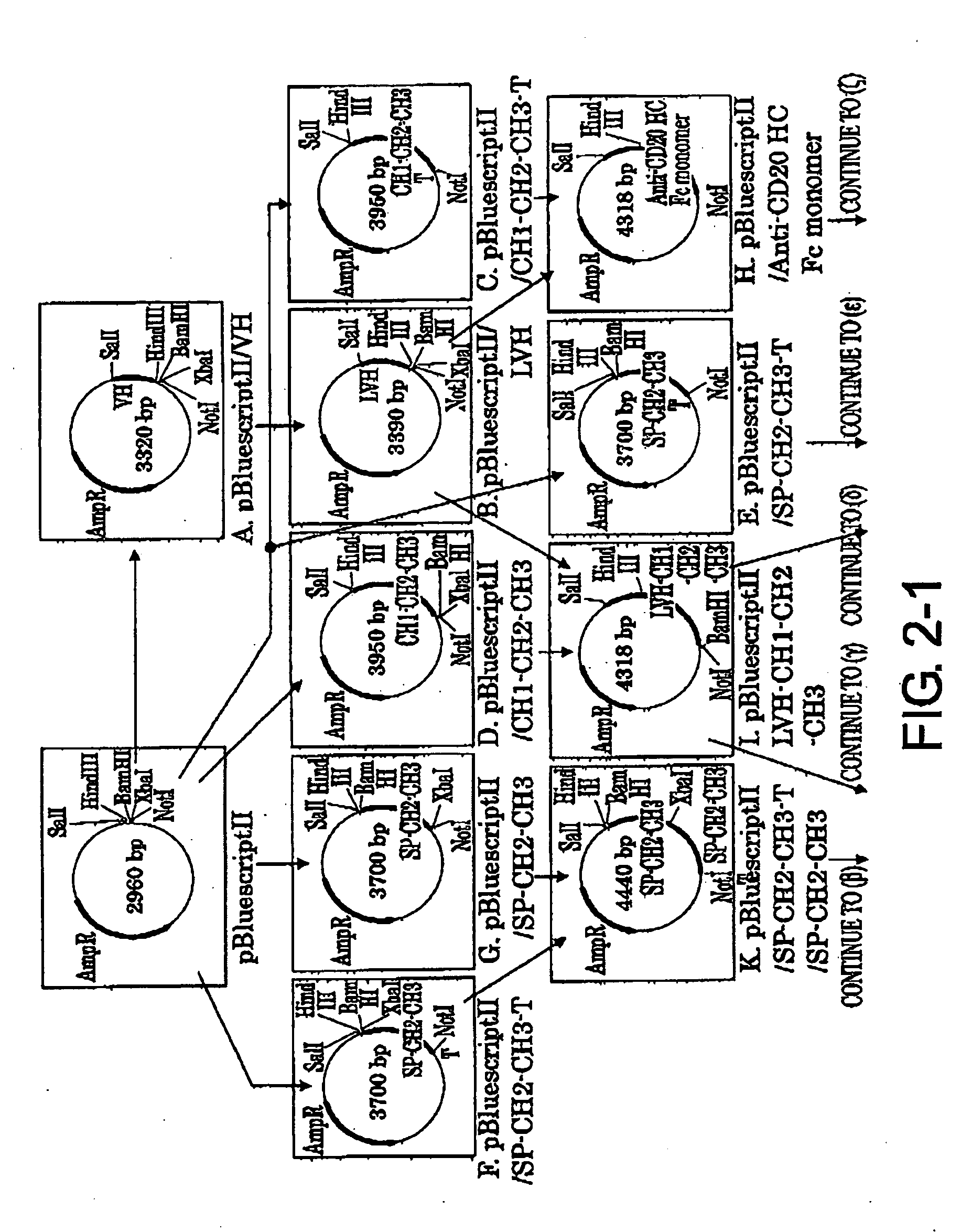 Modified antibodies with enhanced biological activities