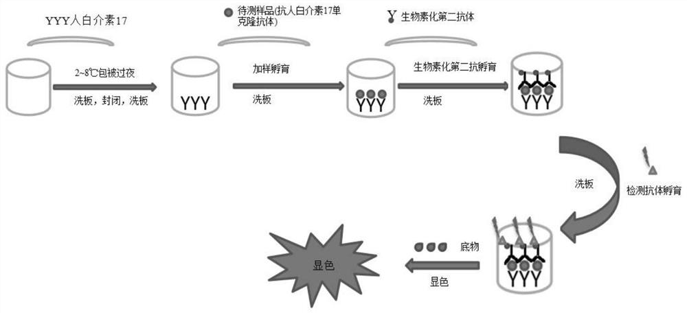 Enzyme-linked immunoassay method for quantitatively detecting content of anti-human interleukin 17 monoclonal antibody in serum