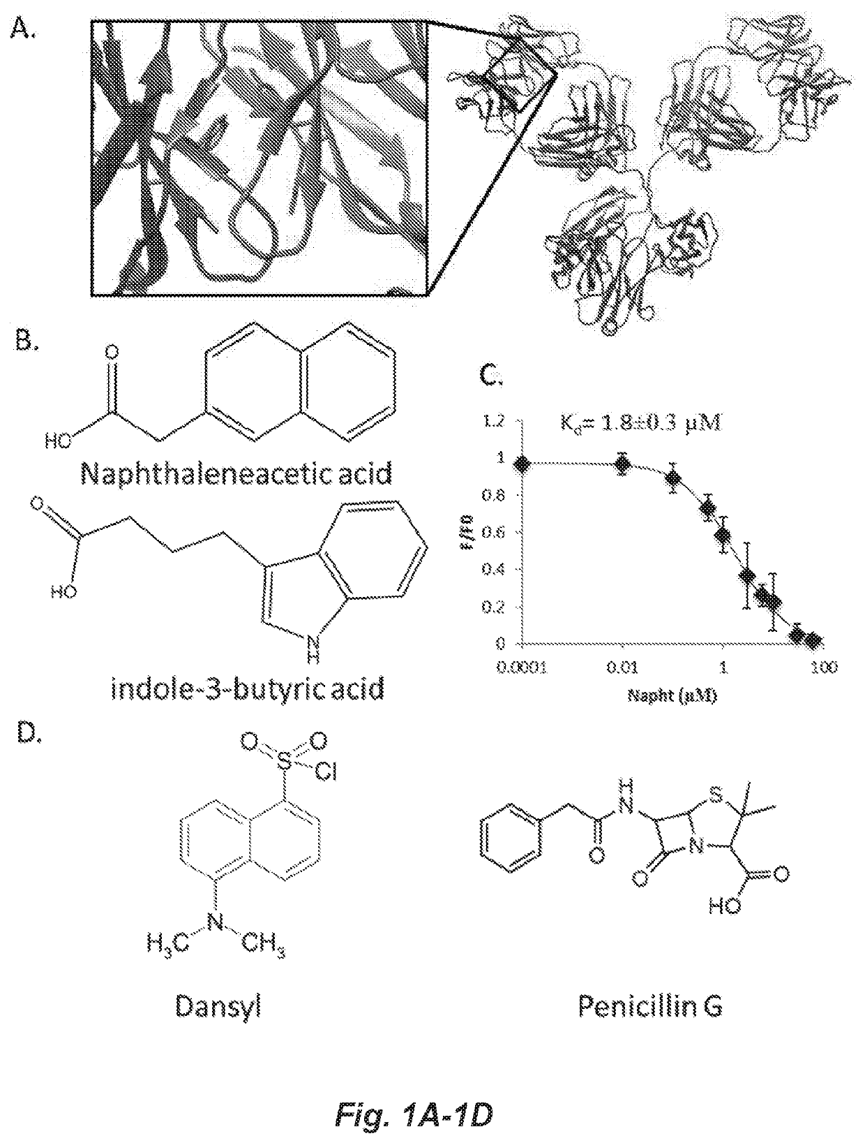 Covalent heterobivalent antibody inhibitors and ligands